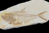 Detailed, Diplomystus Fossil Fish - Wyoming #79981-1